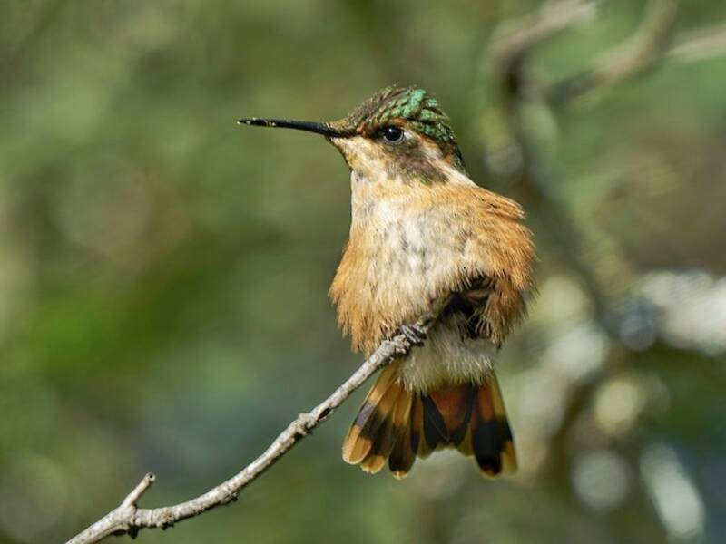 Colibri de Burmeister, Photos 4