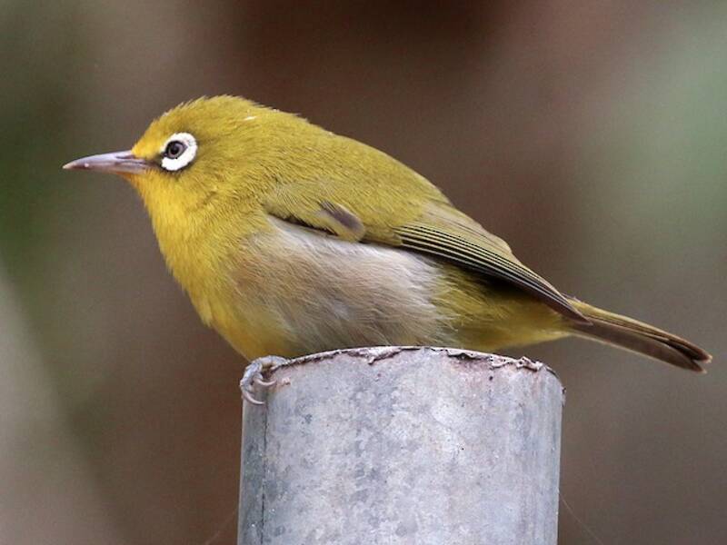 Occhialino di Lifou piccolo, Foto 4