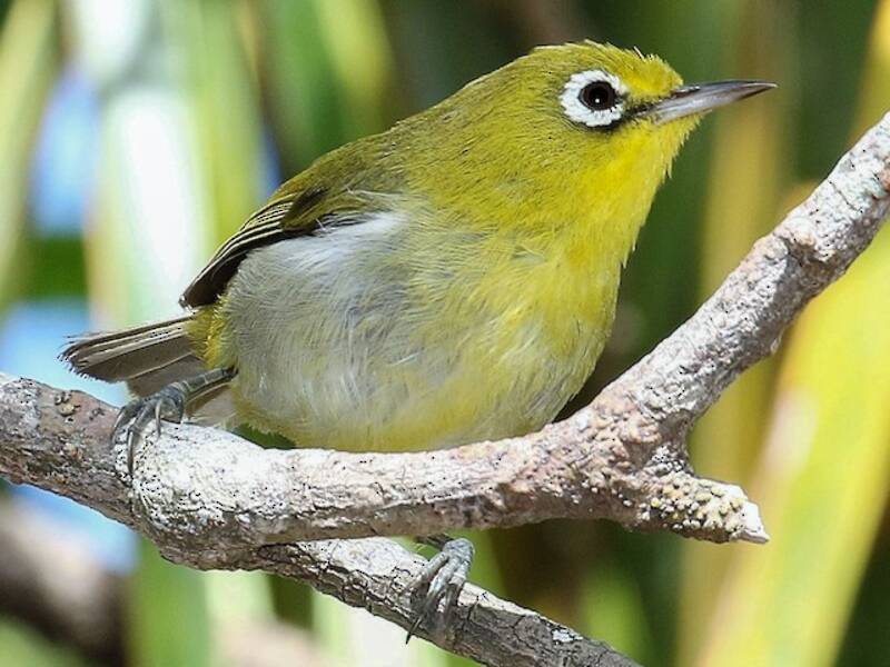 Occhialino di Lifou piccolo, Foto 2