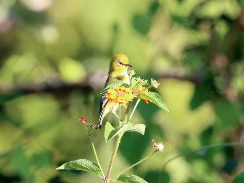 Small Lifou White-eye