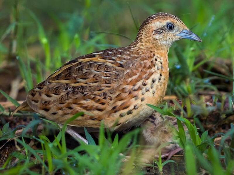 Small Buttonquail