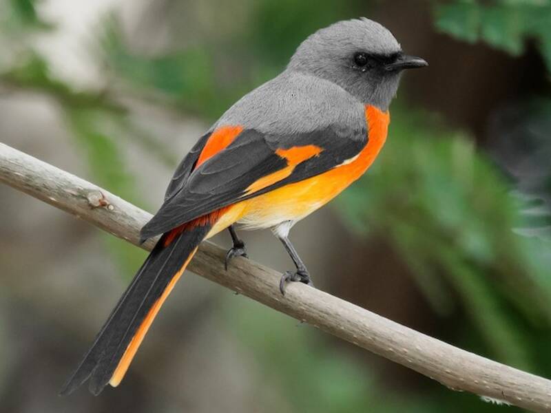 Minivet minore, Foto 3