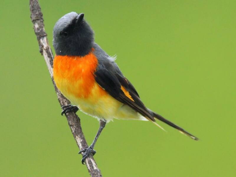Minivet minore, Foto 4