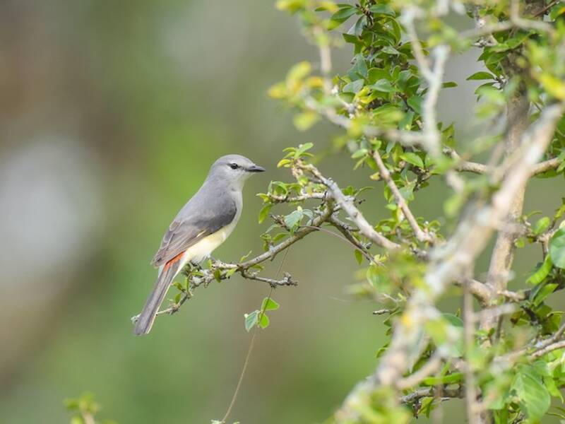 Minivet minore, Foto 2