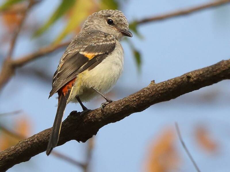Minivet cannelle