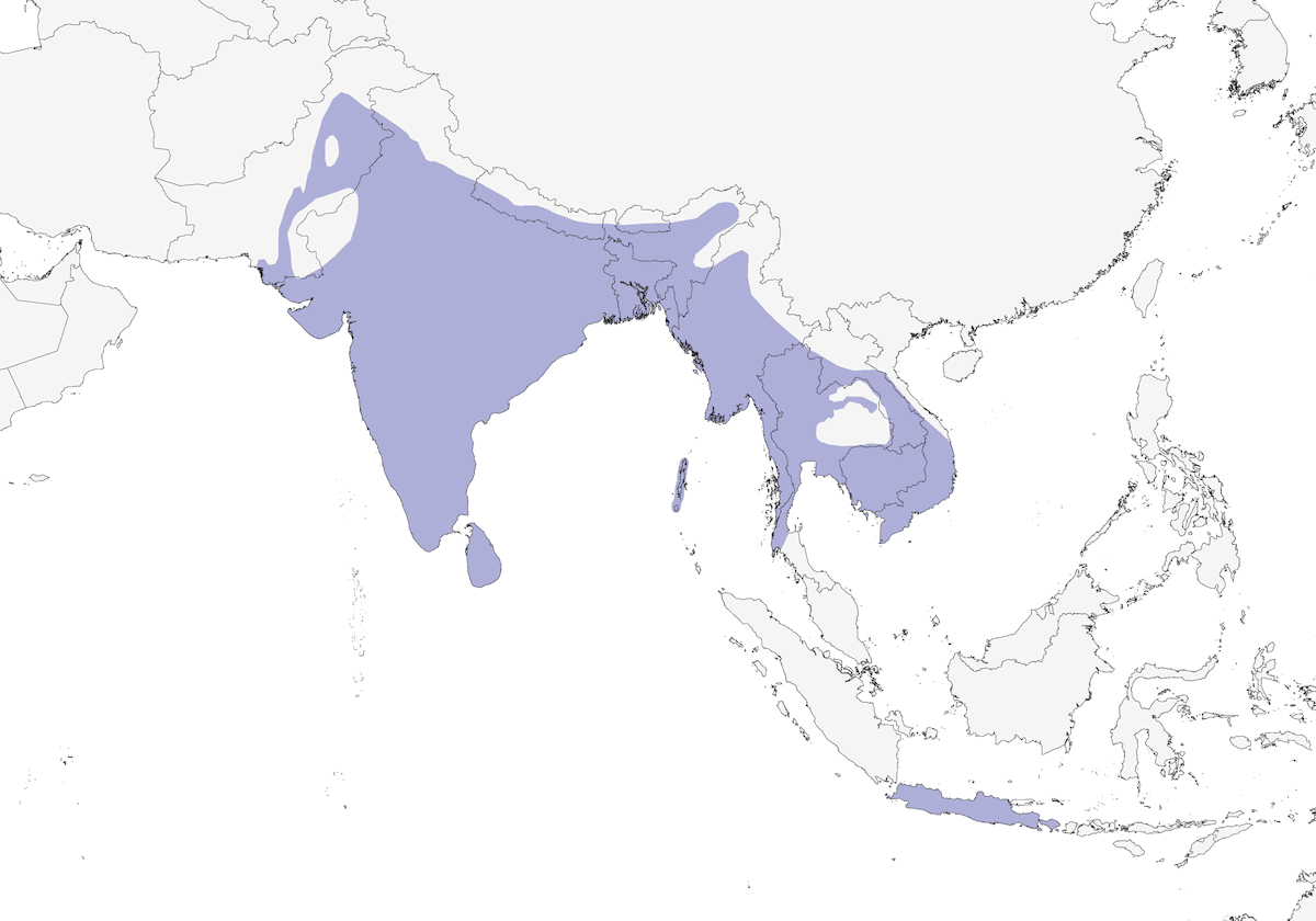 Minivet minore, Distribuzione 1