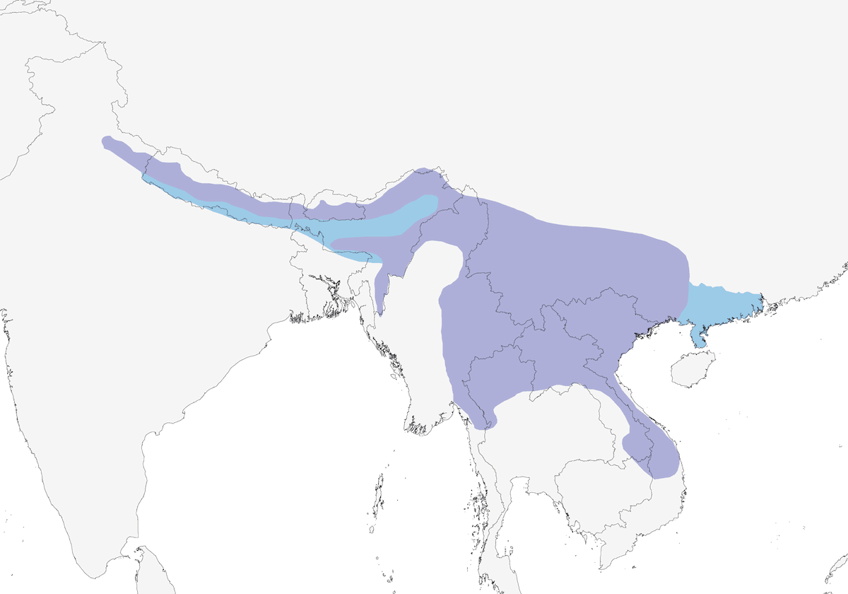 Niltava minore, Distribuzione 1