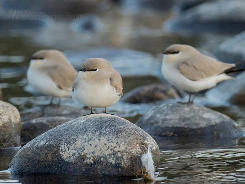 Small Pratincole