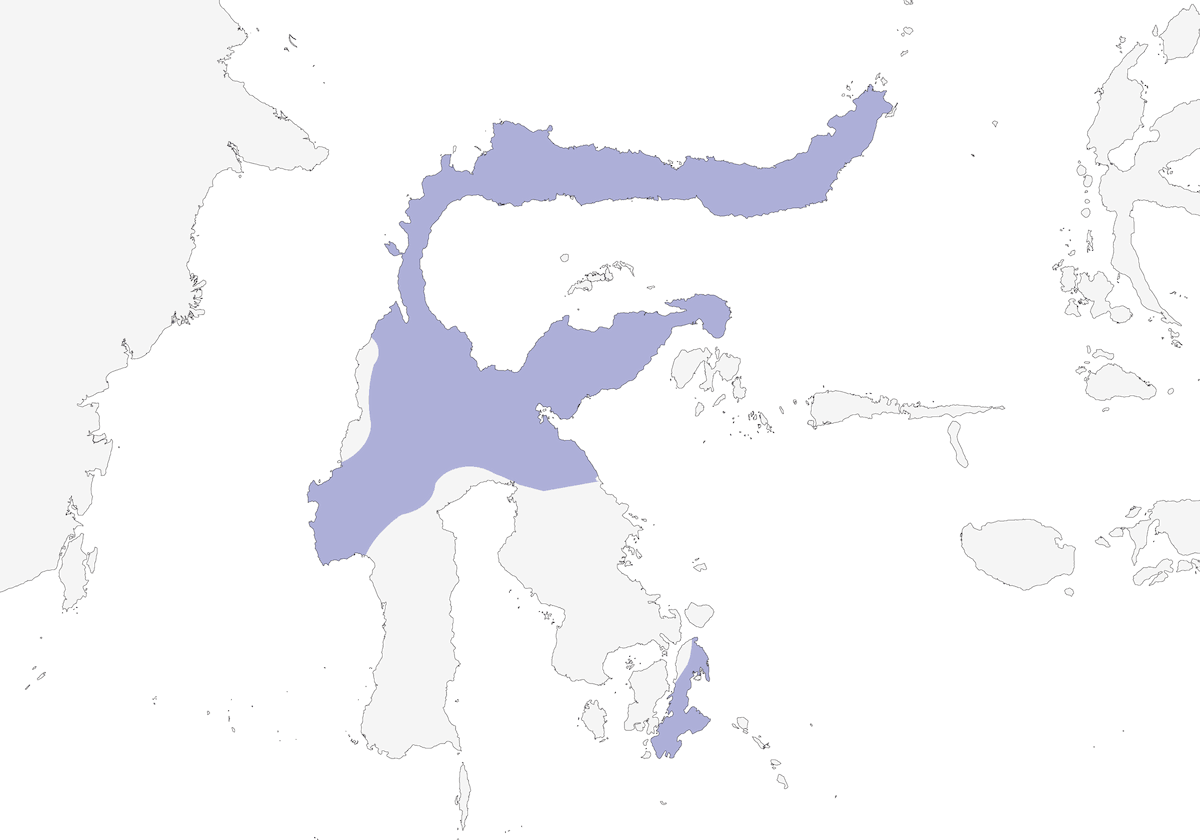 Sparviere minore, Distribuzione 1