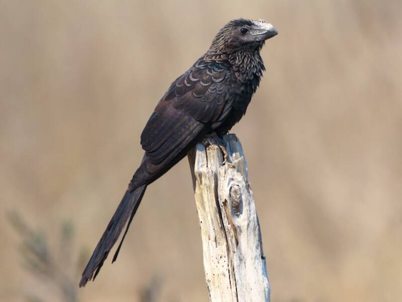 Smooth-billed Ani