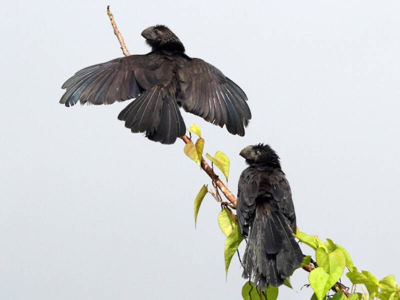 Smooth-billed Ani, Photos 2