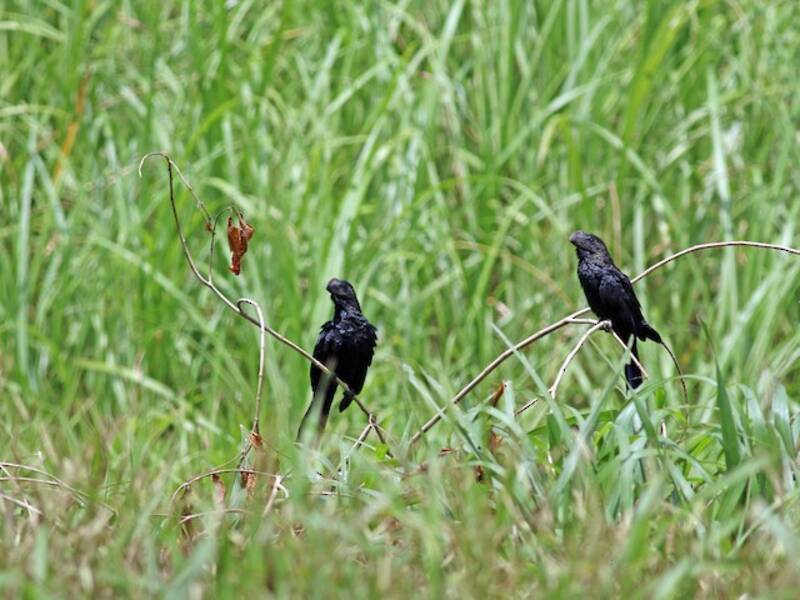 Smooth-billed Ani, Photos 3