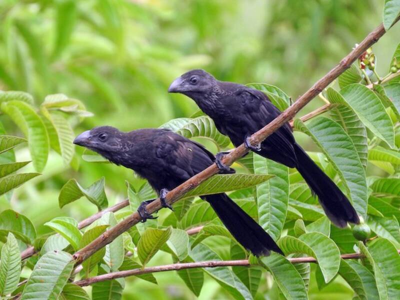 Smooth-billed Ani, Photos 4