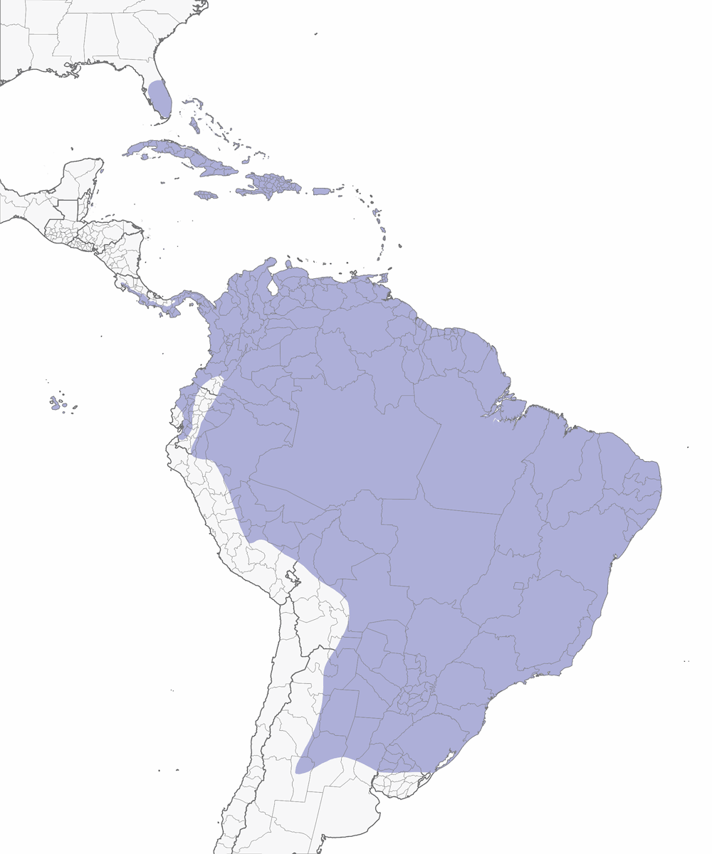 Smooth-billed Ani, Distribution 1
