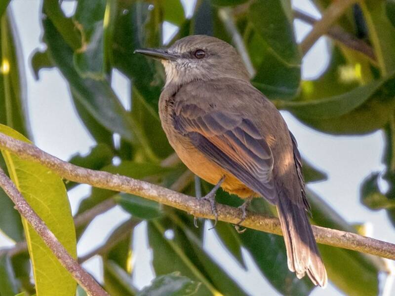Santa-Marta-Buschtyrann, Fotos 3