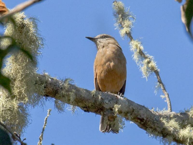 Santa-Marta-Buschtyrann