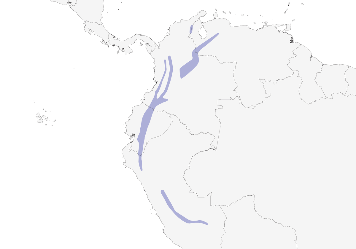 Tirano del cespuglio fumoso, Distribuzione 1