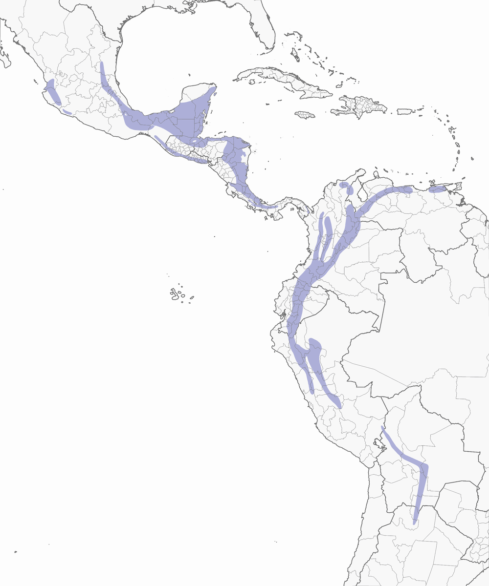 Pico pardo ahumado, Distribución 1