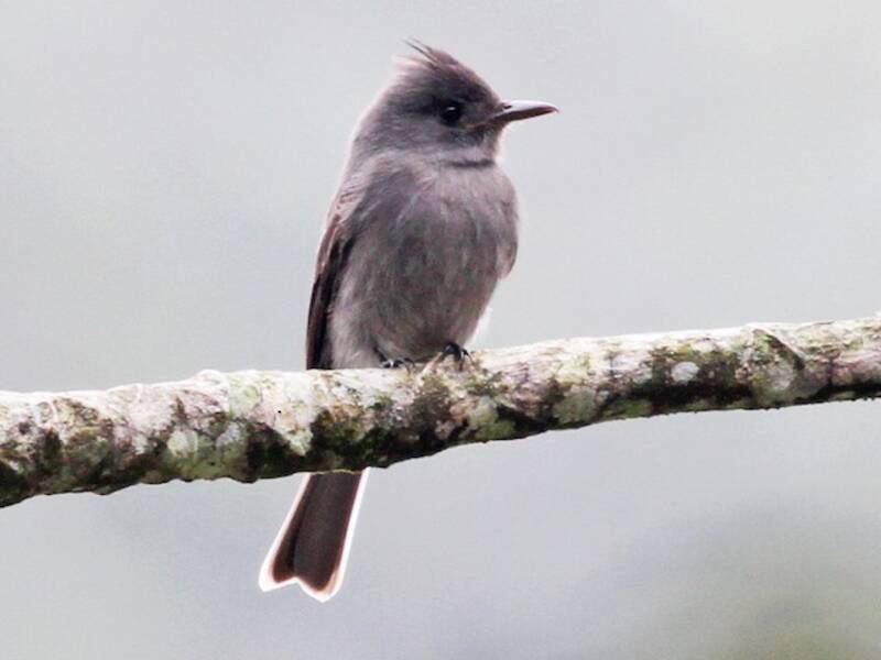 Smoke-colored Pewee, 照片 3