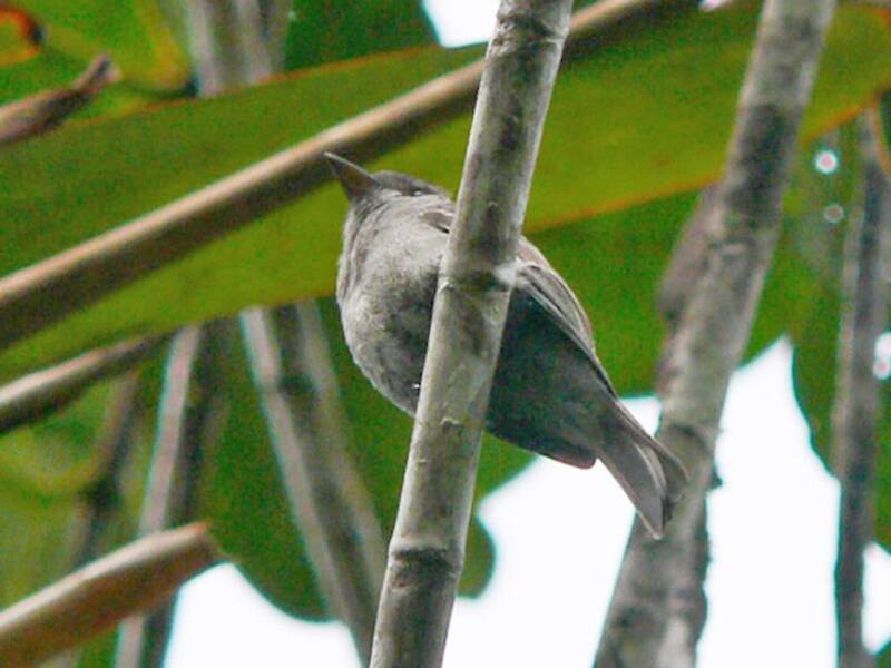 Smoke-colored Pewee, 照片 4