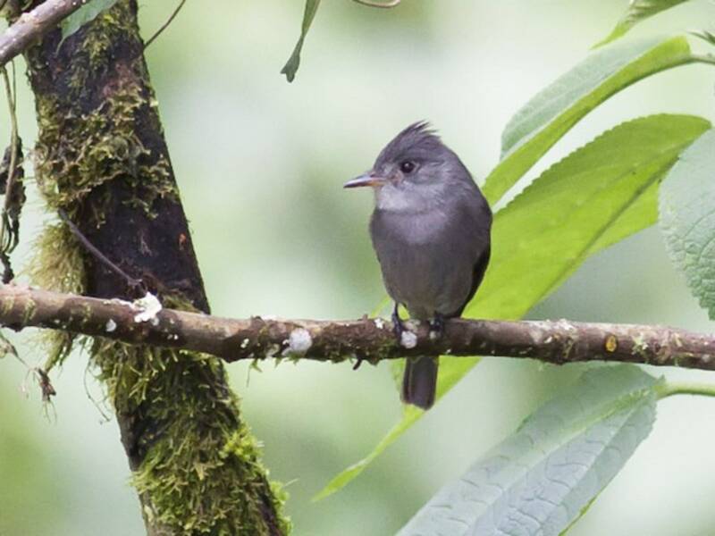 Smoke-colored Pewee, 照片 2