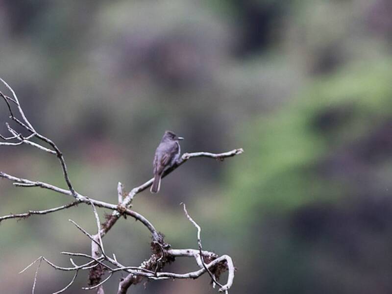 Smoke-colored Pewee