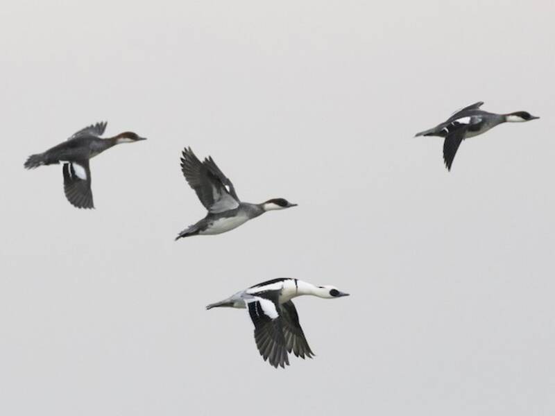 Smew
