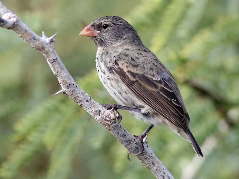 Small Ground-Finch (Geospiza fuliginosa)