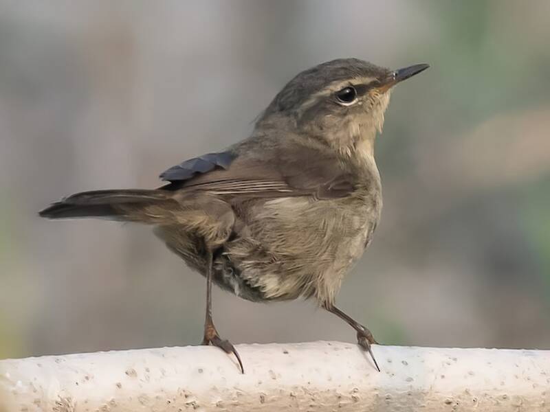 Smoky Warbler, Photos 2