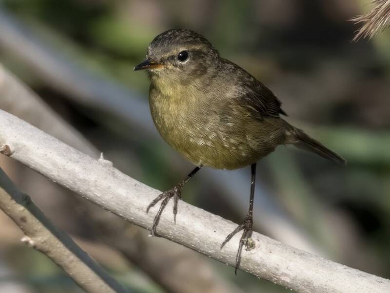 Braunzigarrenvogel
