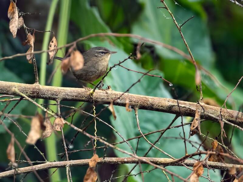 Smoky Warbler, Photos 3