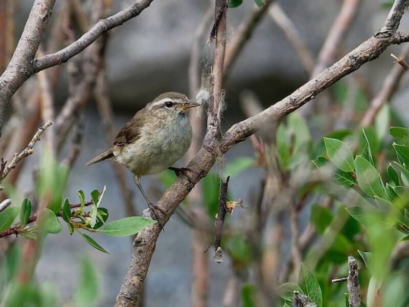 Smoky Warbler, Photos 4