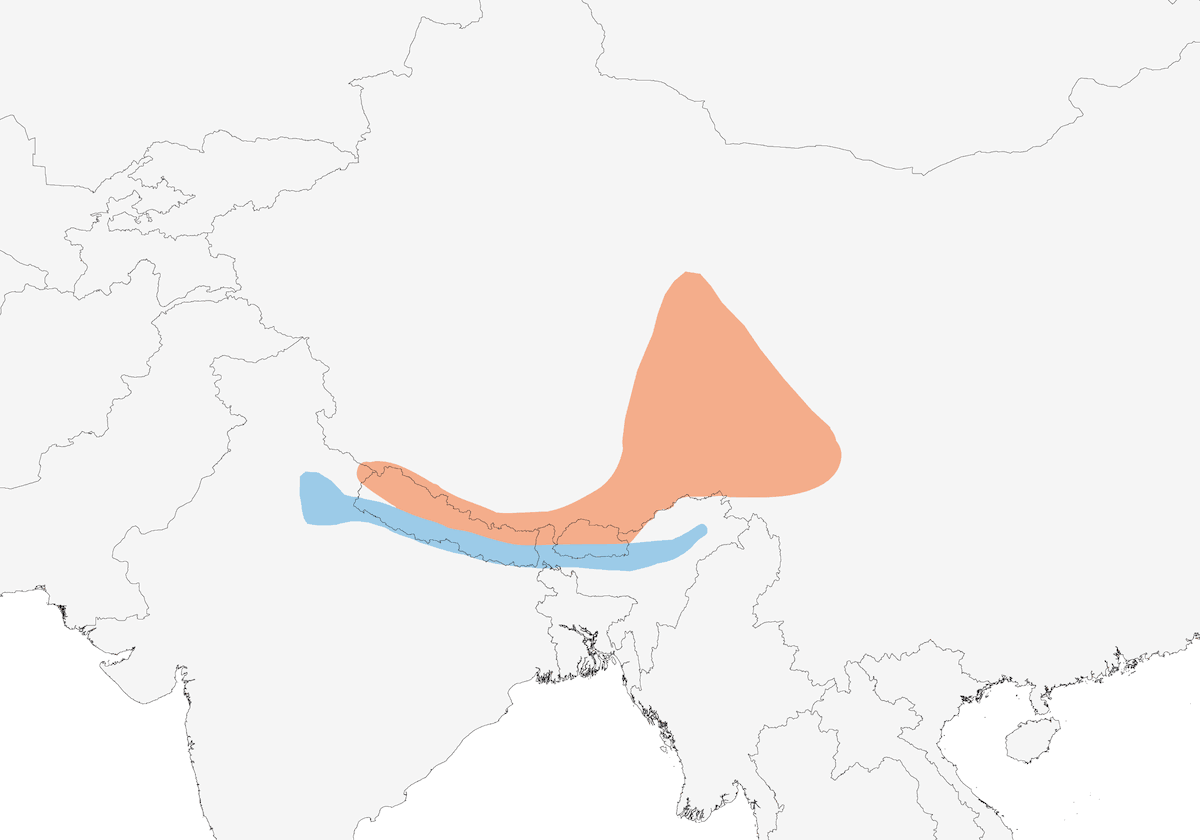 Smoky Warbler, Distribution 1