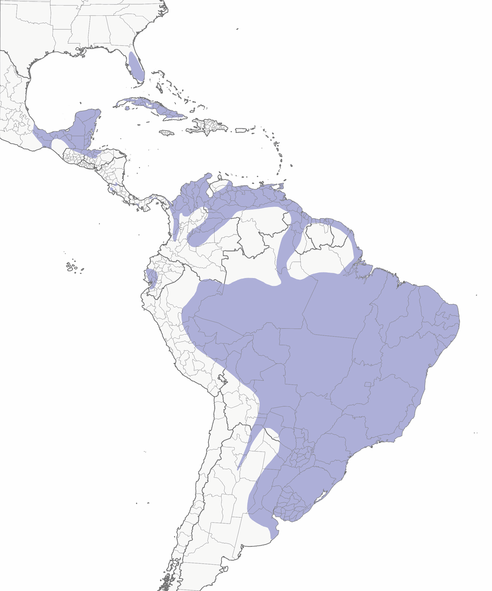 Nibbio chioccioliere, Distribuzione 1