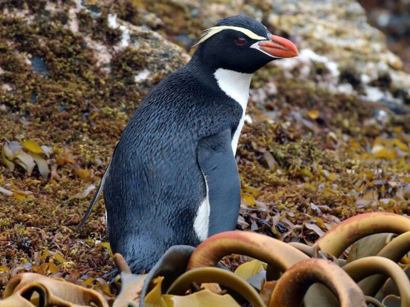 Pingüino de las Snares, Fotos 4