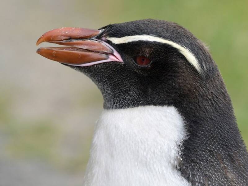 Pingüino de las Snares, Fotos 2