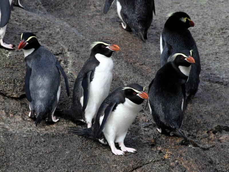 Pingüino de las Snares, Fotos 3