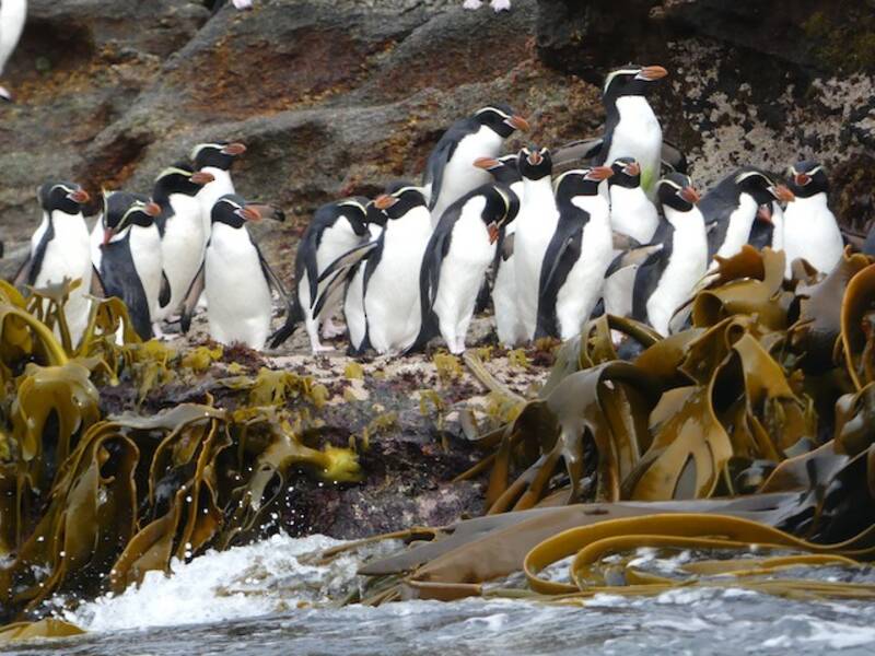 Snares Penguin (Eudyptes robustus)