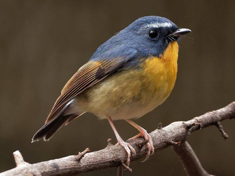 Snowy-browed Flycatcher, Photos 3
