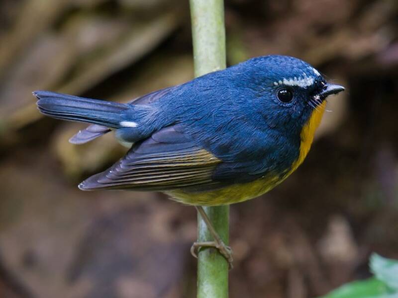 Snowy-browed Flycatcher, Photos 4