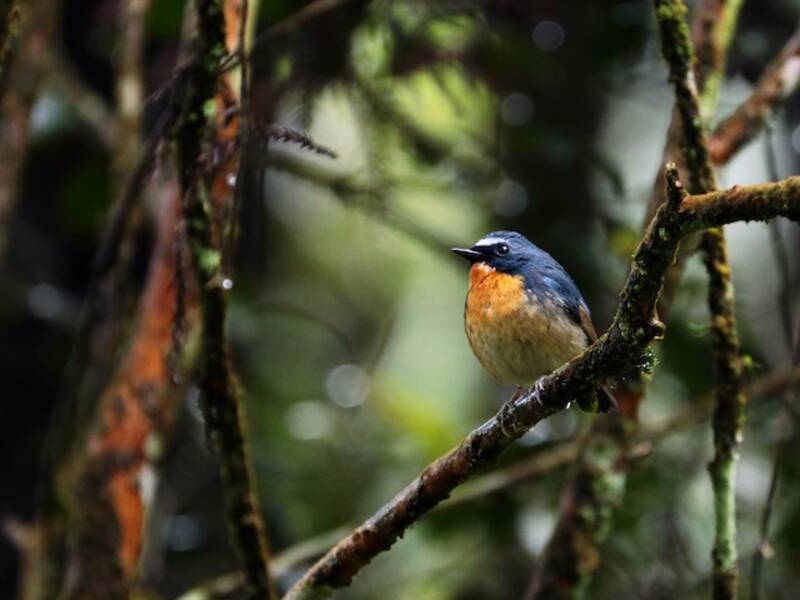 Snowy-browed Flycatcher