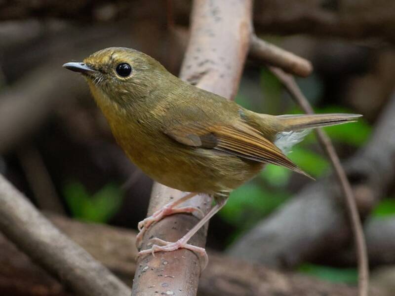 Snowy-browed Flycatcher, Photos 2