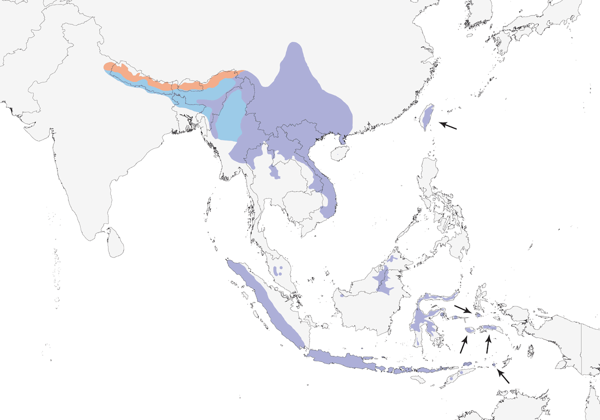 Snowy-browed Flycatcher, Distribution 1