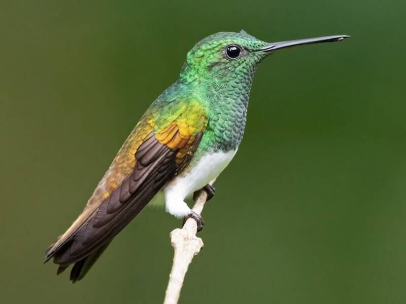 Colibri des Chiapas, Photos 3