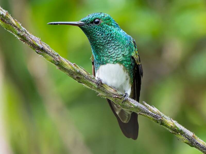 Colibri des Chiapas