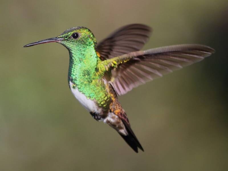 Colibri des Chiapas, Photos 2