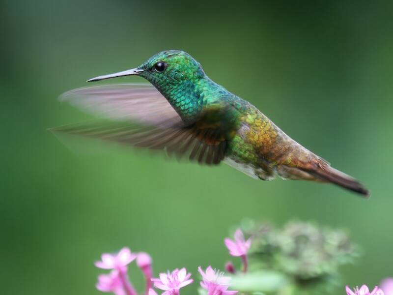 Colibri des Chiapas, Photos 4