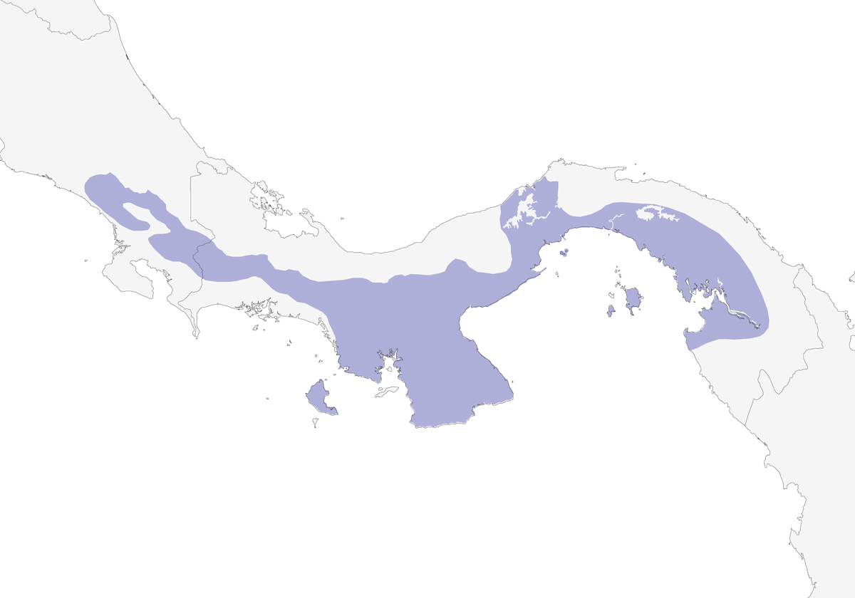 Colibri des Chiapas, Distribution 1