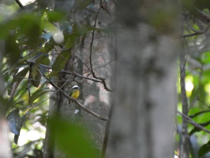 Schneekappenpipra, Fotos 2