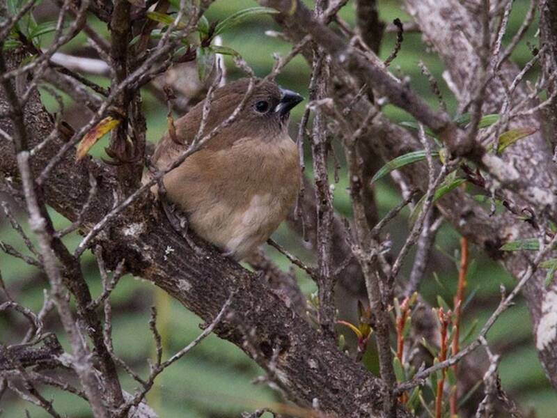 Capuchino Montano, Fotos 2